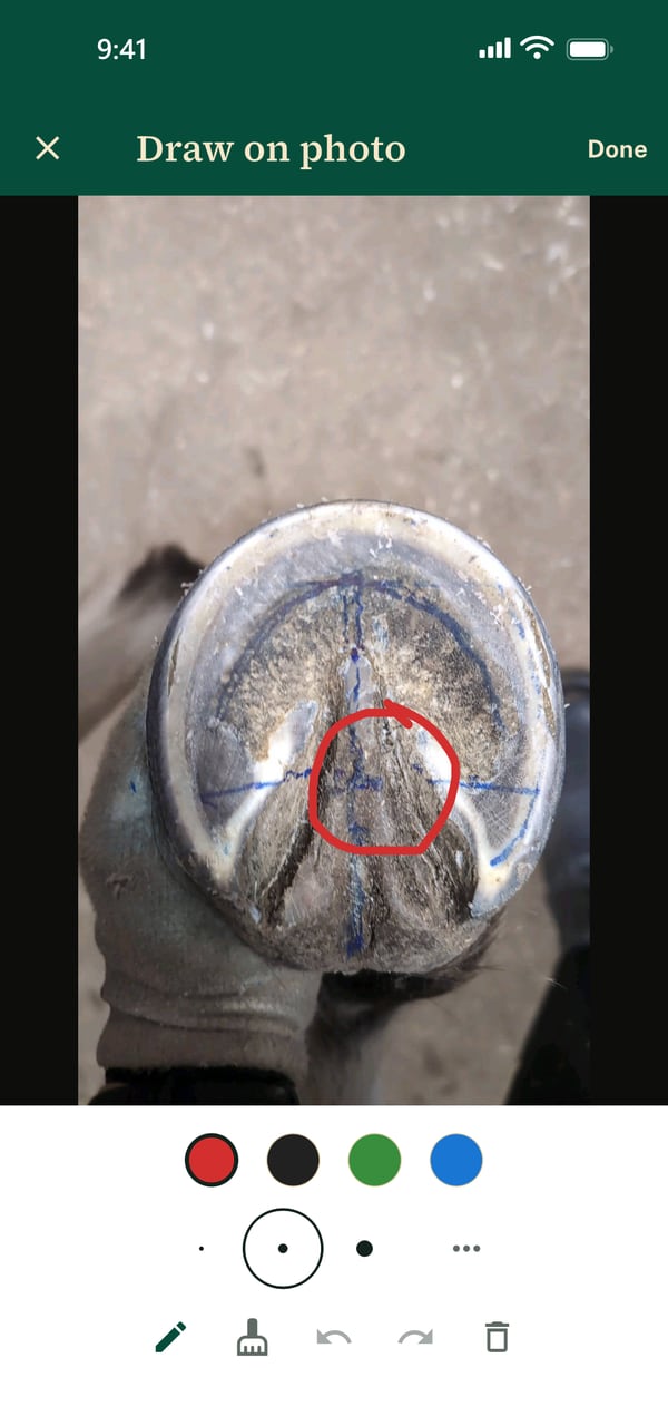 A hoof photo with a marking drawn on it